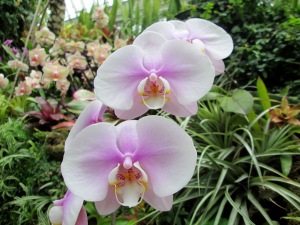 Orchid Room, Phipps Conservatory 